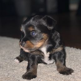 Girl 1 - Black and tan female Yorkshire Terrier puppy in Richland County, South Carolina from Nesha's Pawrific Tails