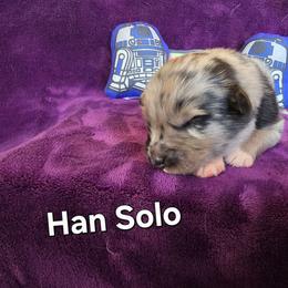 Han Solo - Blue merle male Australian Shepherd puppy in Smithfield, Utah from Invictus Farms