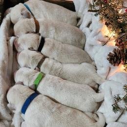 Light Blue collar - Yellow male Labrador Retriever puppy in Mossyrock, Washington from White River Labradors