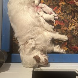 Clumber Spaniel Puppies from Briton Clumber Spaniels