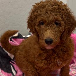 Elsa - Red  female Goldendoodle puppy in Maricopa, Arizona from AZ Designer Goldendoodles