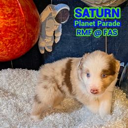 Australian Shepherd Puppies from Firelight Australian Shepherds