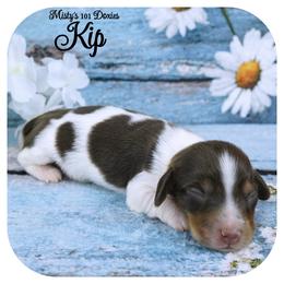 KIP - AKC Registered - Chocolate and tan male Dachshund puppy in Graceville, Florida from Misty's 101 Doxies