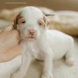 Walnut - Parti male Goldendoodle puppy in Hiddenite, North Carolina from Rose and Reid Doodles