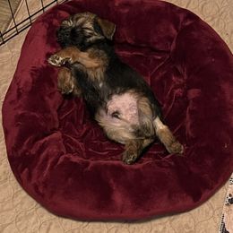 Border Terrier Puppies from Wildwood Border Terriers