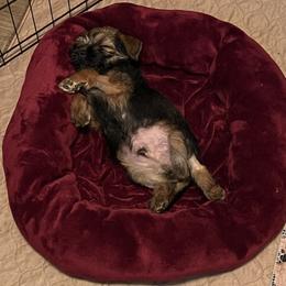 Border Terrier Puppies from Wildwood Border Terriers