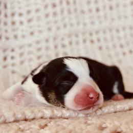 Marnie - Black and tan female Pembroke Welsh Corgi puppy in La Porte City, Iowa from Cedar River Corgis