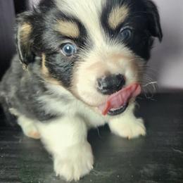 Romeo - Black and white male American Corgi puppy in Oak Harbor, Washington from Blackberry Hill Corgis