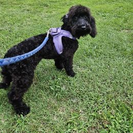 Cavapoo puppies from Brew House