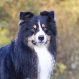 JT - Australian Shepherd