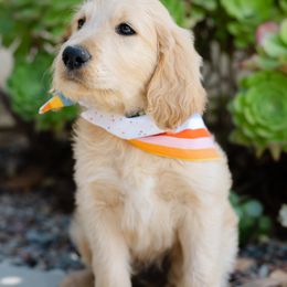 Goldendoodles from Becky And Friends