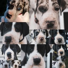 Great Dane Puppies from Cook’s Gentle Giants