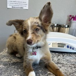 Toy Australian Shepherds from Thompson Farm