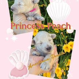 Princess Peach - White female Poodle puppy in Oceanside, New York from Anastasia Poodles three four seven seven five four two three four five