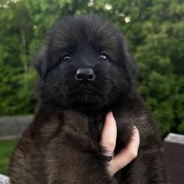 Orange - Sable male German Shepherd puppy in Tennessee from Chattanooga Tn German Shepherds