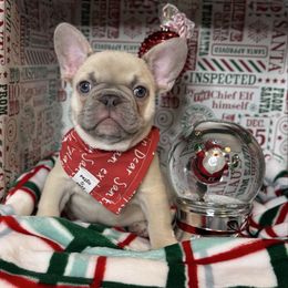 Goff - Blue fawn male French Bulldog puppy in Sterling Heights, Michigan from Freshwater Frenchies