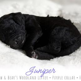 Purple girl - Black female Goldendoodle puppy in Carthage, Tennessee from Willows Doodles