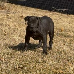 Light pink collar female - Black female Boerboel puppy in Rockford, Illinois from Adoraboerboels