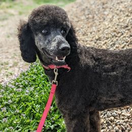 Bernedoodles and Goldendoodles from Front Range Family Doodles