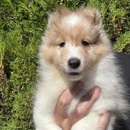 Harper - White and sable merle female Shetland Sheepdog puppy in Oakley, California from SquiresShelties