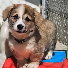 Love - Red male Pembroke Welsh Corgi puppy in Kiowa, Colorado from Cool Water Corgis LLC