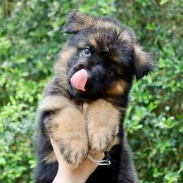 Kruiser - Black and red male German Shepherd puppy in Canton, Texas from WILDWOOD GERMAN SHEPHERDS