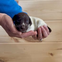Cedar-Light Blue Male - Liver roan German Shorthaired Pointer puppy in Payneville, Kentucky from Roan Point Kennel