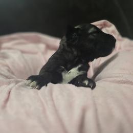 Anatolian Shepherd Dog Puppies from Florida Anatolian Shepherds