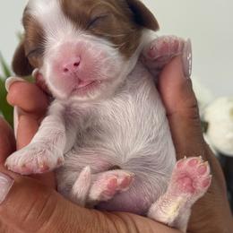 Pippa - Ruby female Cavalier King Charles Spaniel puppy in Yuciapa, California from AlltheDoodlez_