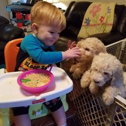 Cavapoo and Goldendoodle Puppies from Daisy's Doodle Den
