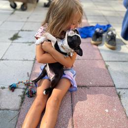 Boston Terrier Puppies from I Love Pups