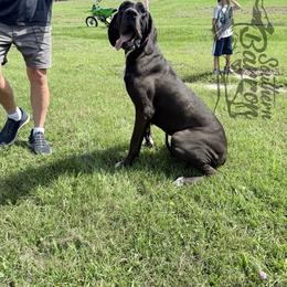 Great Dane puppies from Southern Barron Danes & Dachshunds