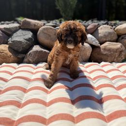 White - Sable female Poodle puppy in Wisconsin Rapids, Wisconsin from Clementi Pearl Golden and Poodle