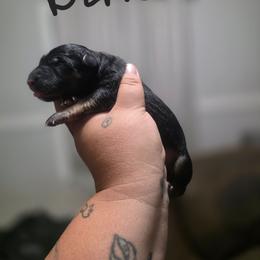 Black - Black and tan male German Shepherd puppy in Sebring, Florida from Blackwater K9
