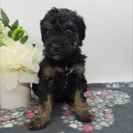 Cosmos - Phantom male Bernedoodle puppy in Granton, Wisconsin from Rose River Farms