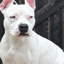 Brie - American Staffordshire Terrier