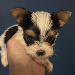 Yorkshire Terrier Puppies from Rosenthal Yorkies