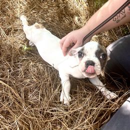 French Bulldog Puppies from Southern Mississippi Frenchies