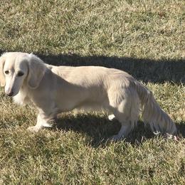 Grace - Dachshund