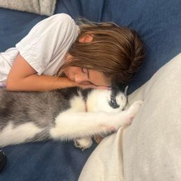 Siberian Husky Puppies from Milly's Showline Pets