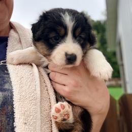 Betty - Black tri-color female Australian Shepherd puppy in Ashland, Ohio from SS Australian Shepherds