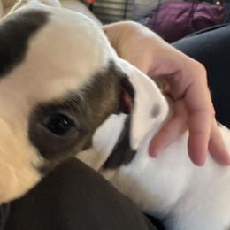 American Staffordshire Terriers from Two Bridges AmStaffs