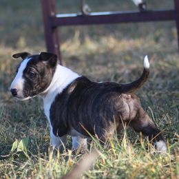 Miniature Bull Terriers from HGKennels