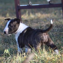 Miniature Bull Terriers from HGKennels