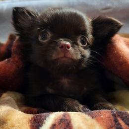 Spanky - Chocolate male Chihuahua puppy in Yukon, Oklahoma from Hamby's Chihuahua's
