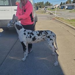 Nova - Great Dane