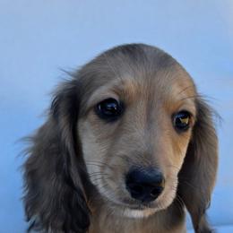 Cream Boy - Cream male Dachshund puppy in Woodland, Washington from SJs Dachshunds