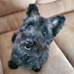 Eva - Scottish Terrier