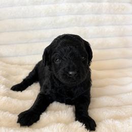 Aussiedoodle, Companion Cross, Poodle, and Yorkipoo Puppies from Teakwoodpoodleofsocal