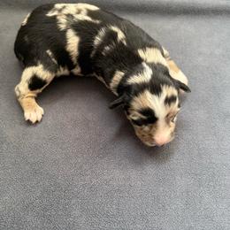 Snickers - Black tri-color female Australian Shepherd puppy in Weeki Wachee, Florida from Ace of Spades Australian Shepherds